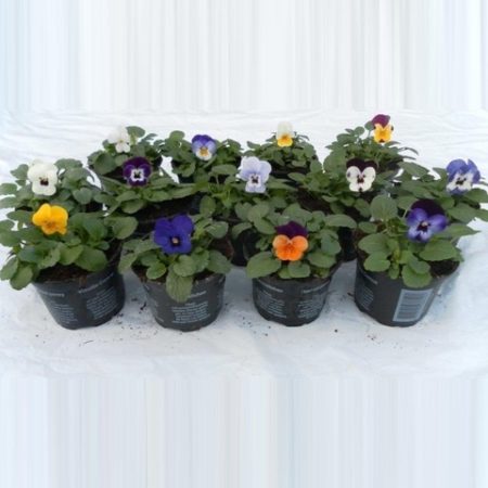 12 potjes (9cm) Cornuta bosviool diverse kleuren