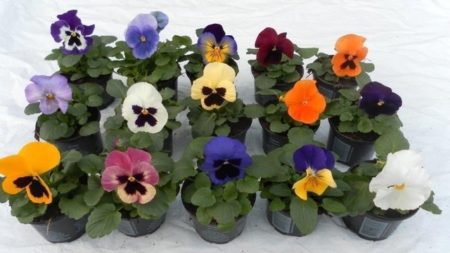 12 potjes (9cm) grootbloemige viool diverse kleuren