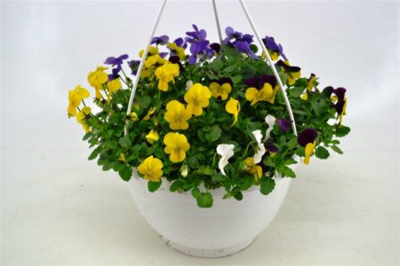 Hangpot (27cm) Cornuta bosviool diverse kleuren