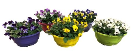 Viola Cornuta mix in schaal (21/23cm)